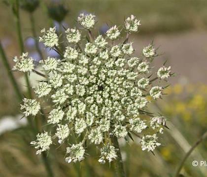 Daucus carota