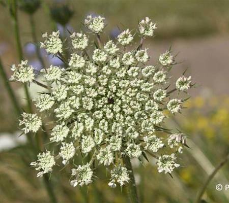 Daucus carota