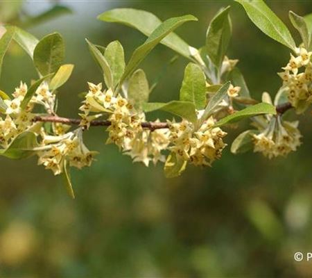 Elaeagnus commutata Elaeagnus commutata