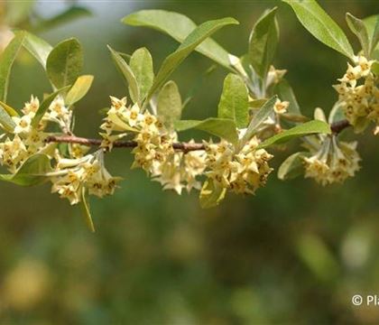 Elaeagnus commutata Elaeagnus commutata