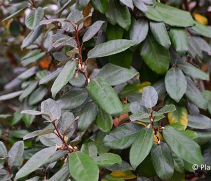 Elaeagnus ebbingei (x)