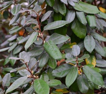 Elaeagnus ebbingei (x)