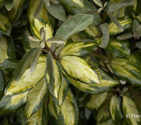Elaeagnus ebbingei (x) 'Limelight'