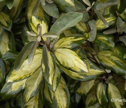 Elaeagnus ebbingei (x) 'Limelight'