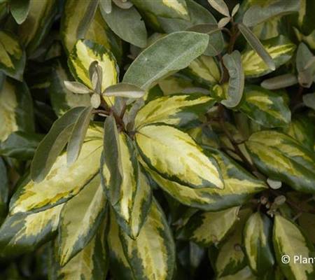 Elaeagnus ebbingei (x) 'Limelight'