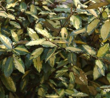 Elaeagnus pungens 'Maculata' Elaeagnus pungens 'Maculata'