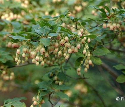 Enkianthus campanulatus