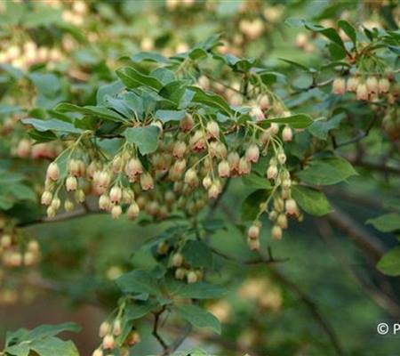 Enkianthus campanulatus