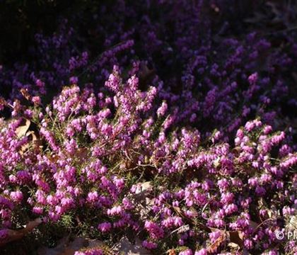 Erica carnea rosa Erica carnea rosa