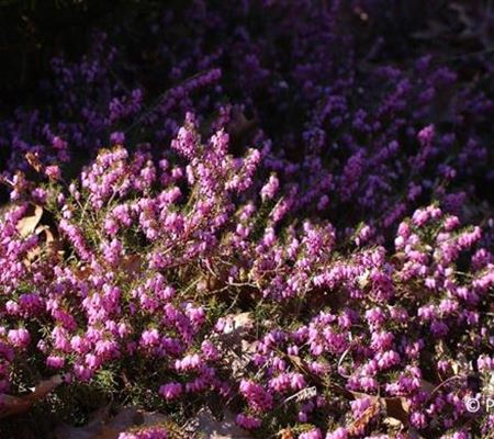Erica carnea rosa