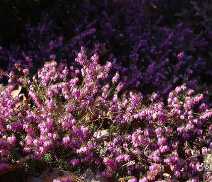 Erica carnea rosa