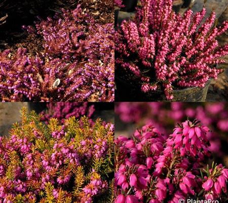 Erica carnea rot Erica carnea rot