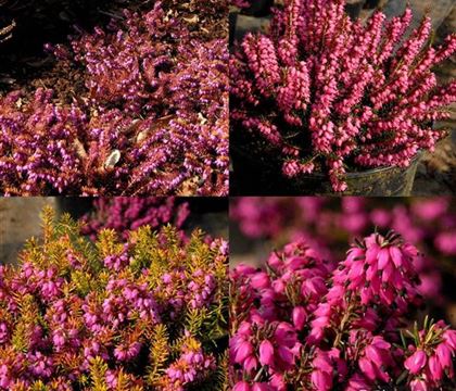 Erica carnea rot
