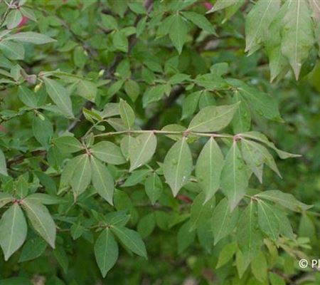 Euonymus alatus Euonymus alatus