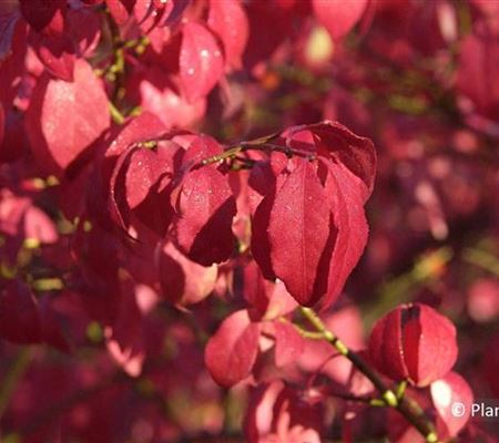 Euonymus alatus 'Compactus' Euonymus alatus 'Compactus'