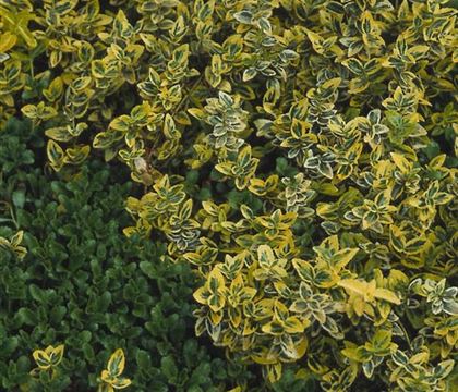 Euonymus fortunei 'Emerald 'n' Gold' Euonymus fortunei 'Emerald 'n' Gold'