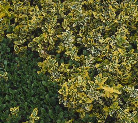 Euonymus fortunei 'Emerald 'n' Gold' Euonymus fortunei 'Emerald 'n' Gold'