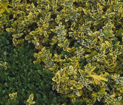 Euonymus fortunei 'Emerald 'n' Gold'