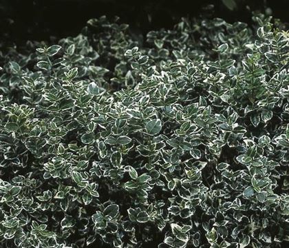 Euonymus fortunei 'Emerald Gaiety' Euonymus fortunei 'Emerald Gaiety'