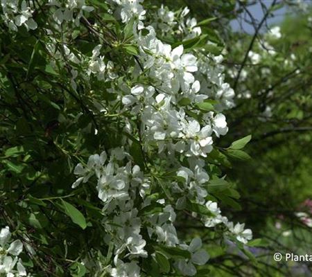 Exochorda racemosa Exochorda racemosa