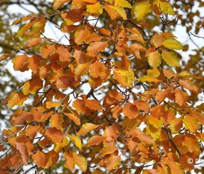 Fagus sylvatica Fagus sylvatica