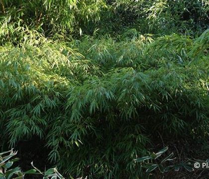 Fargesia murieliae 'Rufa' Fargesia murieliae 'Rufa'