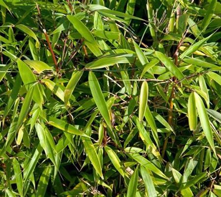 Fargesia robusta 'Campbell' Fargesia robusta 'Campbell'