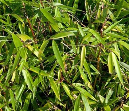 Fargesia robusta 'Campbell' Fargesia robusta 'Campbell'