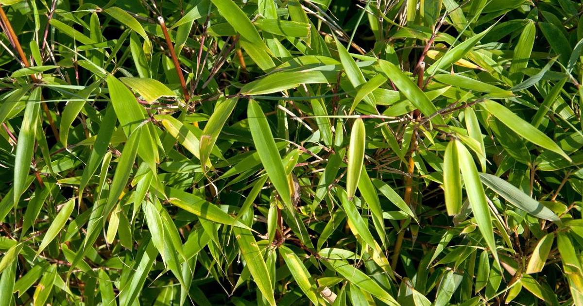 kaktus umtopfen erde Green Home Kakteen Erde & Sukkulentenerde