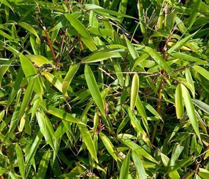 Fargesia robusta 'Campbell'