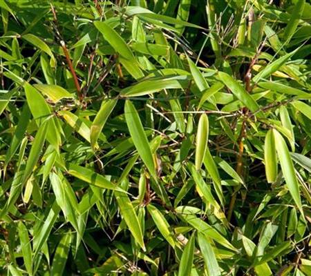 Fargesia robusta 'Campbell'