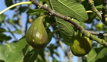Feigenbaum