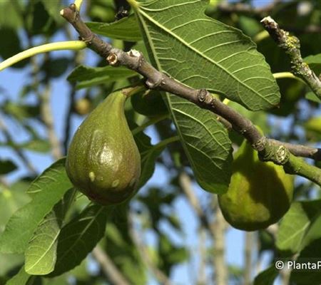 Ficus carica