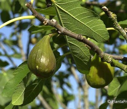 Ficus carica