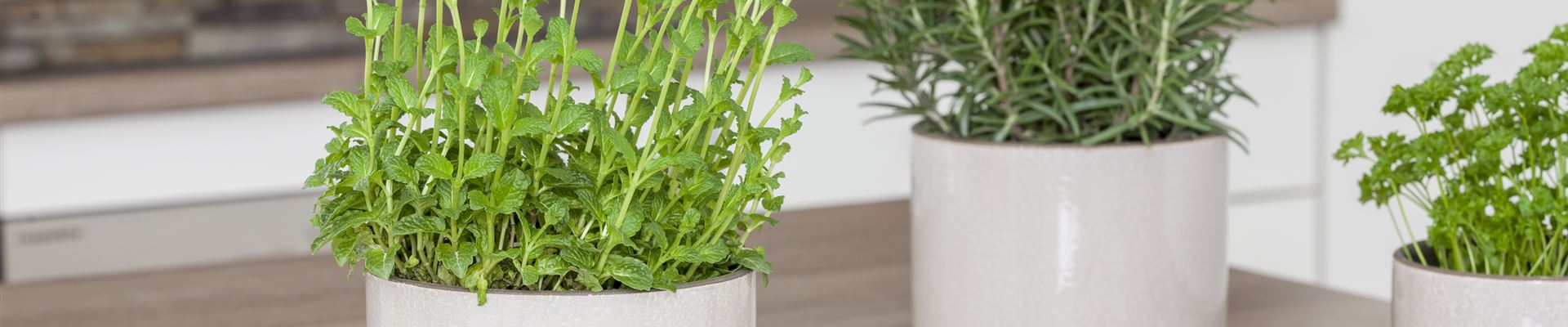 GS512169.jpg GS512169.jpg