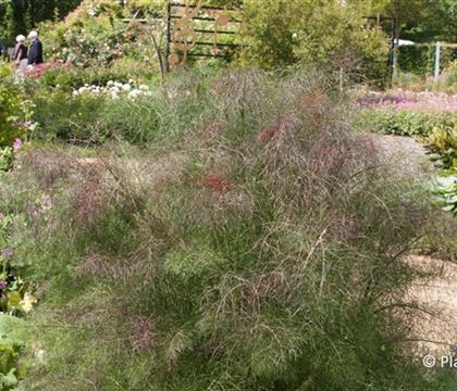 Foeniculum vulgare 'Atropurpureum' Foeniculum vulgare 'Atropurpureum'