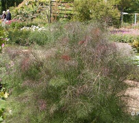 Foeniculum vulgare 'Atropurpureum' Foeniculum vulgare 'Atropurpureum'