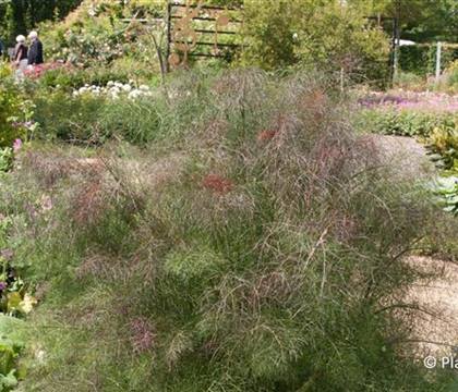 Foeniculum vulgare 'Atropurpureum'