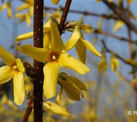 Forsythia intermedia (x) 'Lynwood' Forsythia intermedia (x) 'Lynwood'