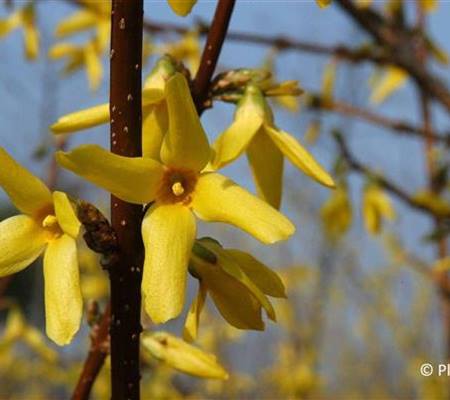 Forsythia intermedia (x) 'Lynwood'