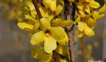 Forsythie