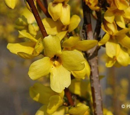 Forsythia intermedia (x) 'Week-End'