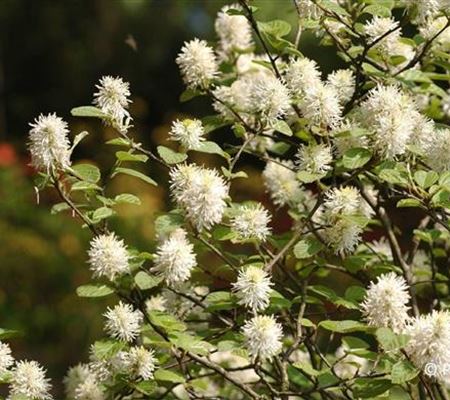 Fothergilla major
