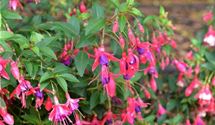 Fuchsie