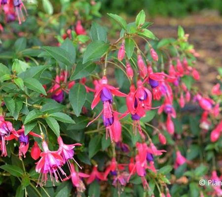 Fuchsia cultorum 'Tom Thumb' Fuchsia cultorum 'Tom Thumb'