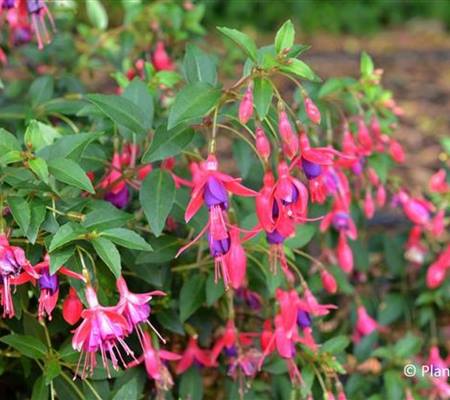 Fuchsia cultorum 'Tom Thumb'
