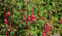 Freilandfuchsie