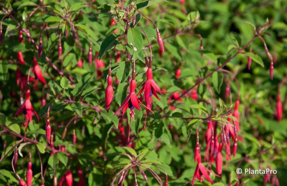 Cy'rqueフライヤーLAFFLESIA繭CHARLESMAYALAREINE Fuchsia magellanica var. gracilis