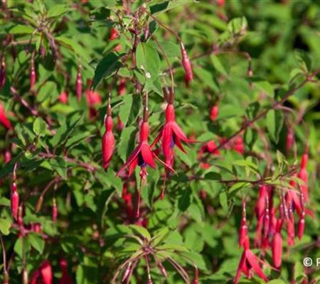 Fuchsia magellanica var. gracilis