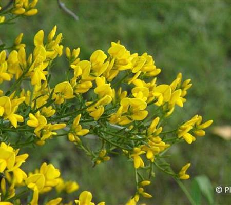 Genista lydia